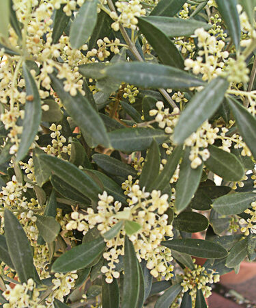 Olea Europea
