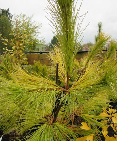 Pinus strobus 'Louie'