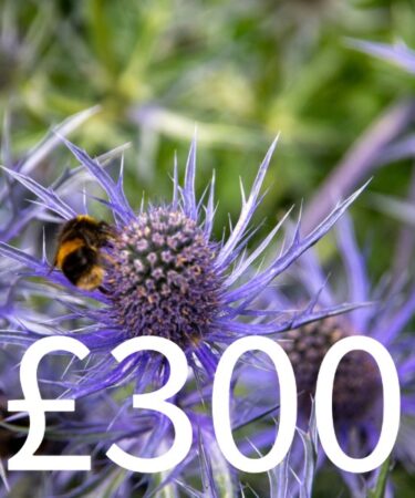 Gift Voucher £300.00