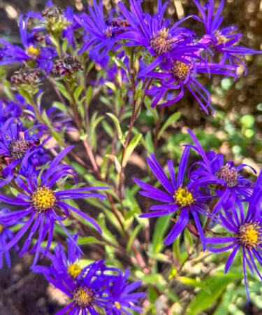 Aster amellus ‘Veilchenkonigin’