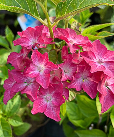 Hydrangea macrophylla 'Little Pink'