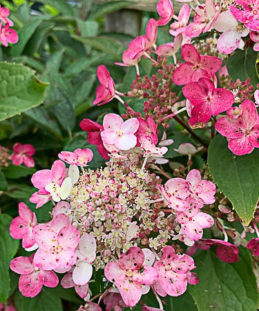 Hydrangea  paniculata 'Early Harry'