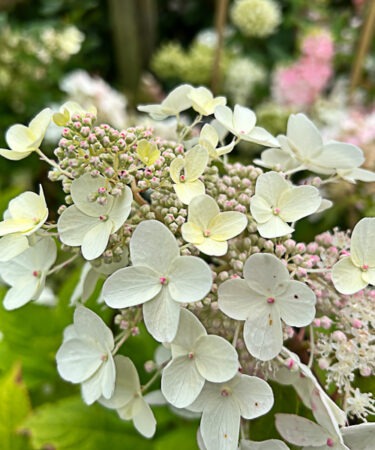 Hydrangea paniculata Pink Diamond = 'Interhydia' AGM
