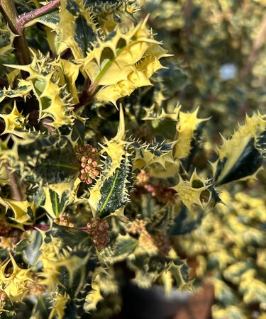 Ilex Aquif. Ferox Argentea