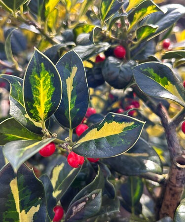 Ilex aquif. 'Gold Flash' 60cm stem