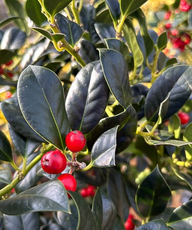 Ilex aquif. 'J C Van Tol' stem 60cm
