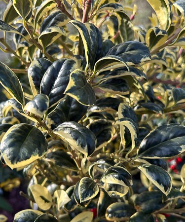 Ilex aquif. 'Silver Van Tol' 60cm stem