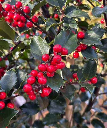 Ilex meserveae BLUE PRINCESS 'Conapri' 60cm stem