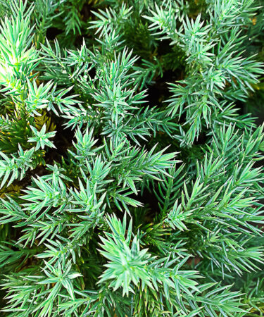Juniperus Squamata Blue Carpet
