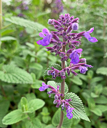 Nepeta racemosa 'Grog'