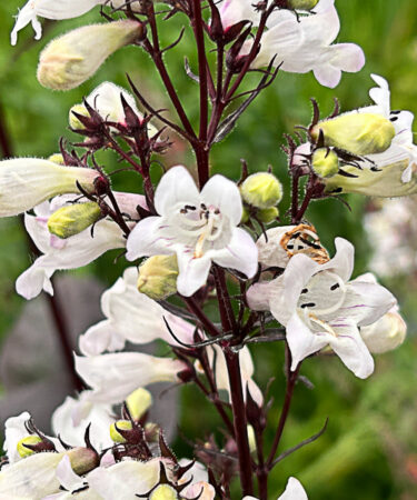 Penstemon digitalis 'Huskers Red'