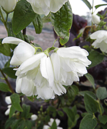 Philadelphus 'Snowbelle'
