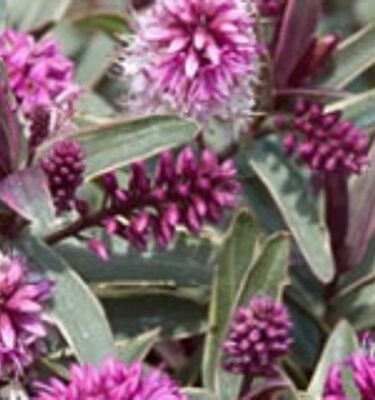 Hebe 'Marilyn Monroe'