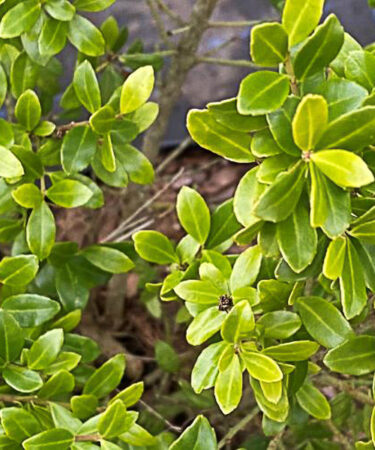 Ilex crenata 'Luxus''