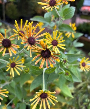 Rudbeckia subtomentosa 'Little Henry'