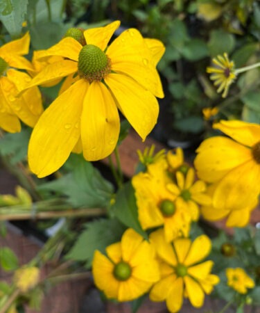 Rudbeckia nitida 'Herbstsonne'