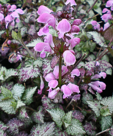 Lamium 'Pink Chablis'