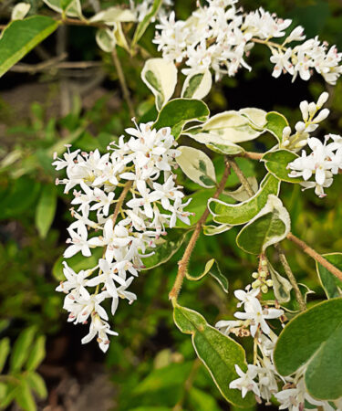 Ligustrum ibota 'Musli'