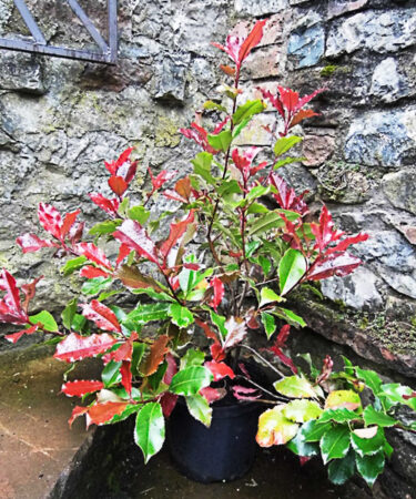 Photinia x fraseri 'Magical Volcano'