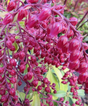 Pieris japonica 'Passion'