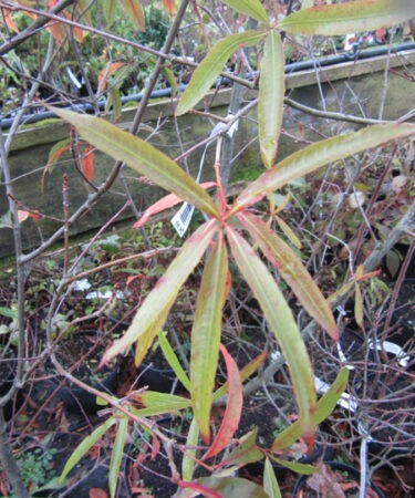Quercus phellos