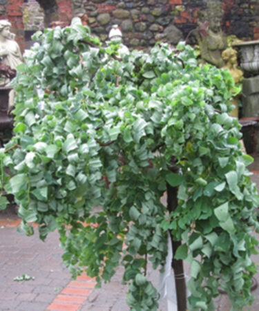 Robinia pseudoacacia 'Lace Lady' syn 'Twisty Baby' On Stem 120cm