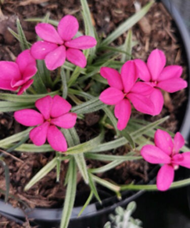 Rhodohypoxis baurii