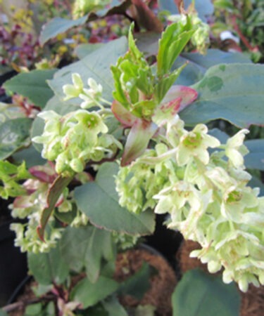 Ribes laurifolium 'Mrs Amy Doncaster'