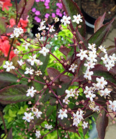 Sambucus 'Black Beauty