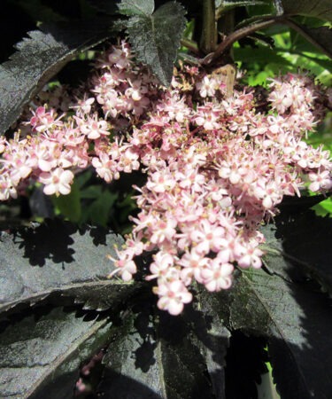 Sambucus nigra f. porphyrophylla 'Black Tower'