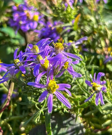 Aster sedifolius 'Nanus'