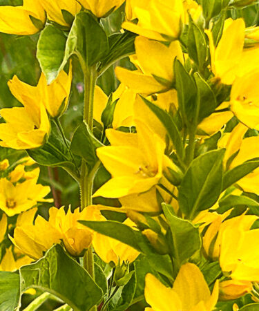 Lysimachia punctata 'Golden Alexander'