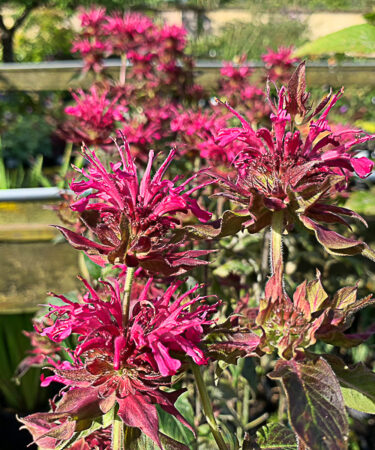 Monarda 'Dancing Bird'