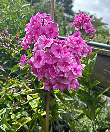Phlox pan. 'Cosmopolitan'