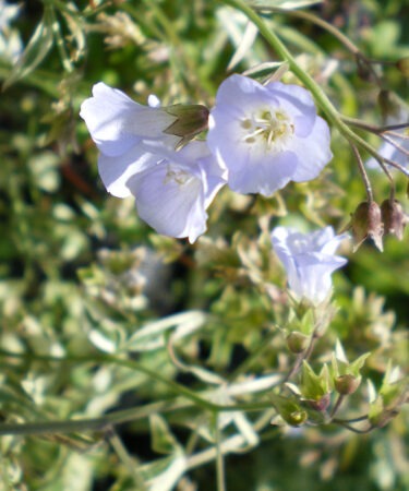 Polemonium reptans 'Stairway To Heaven'