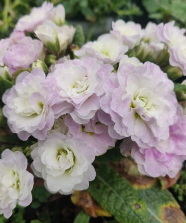 Primula 'Belarina Pink Ice'
