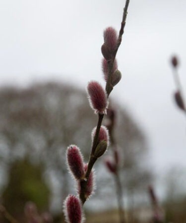Salix gracilistyla 'Mt Aso' short stem