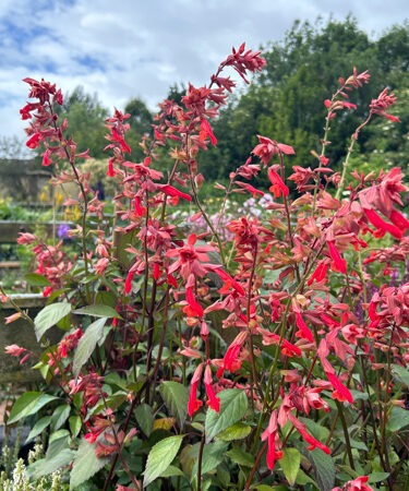 Salvia 'Embers wish'
