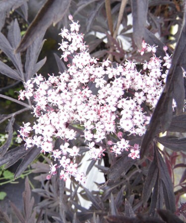 Sambucus nigra 'Black Lace' (nigra porphy. 'Eva')