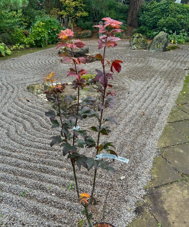 Acer circinatum 'Burgundy Jewel'