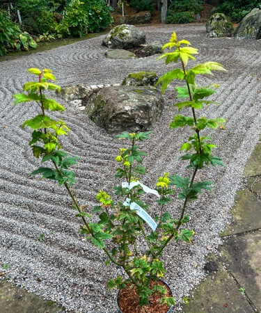 Acer circinatum 'Little Gem'