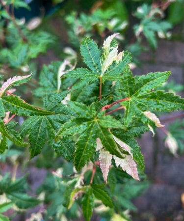 Acer palmatum 'Honoo'