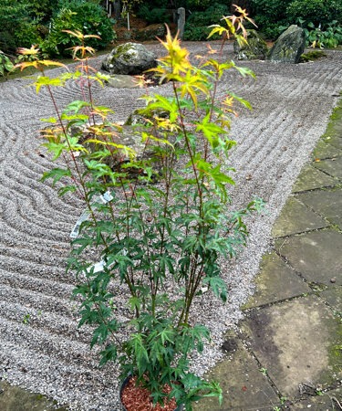 Acer palmatum 'Nishik-gawa'