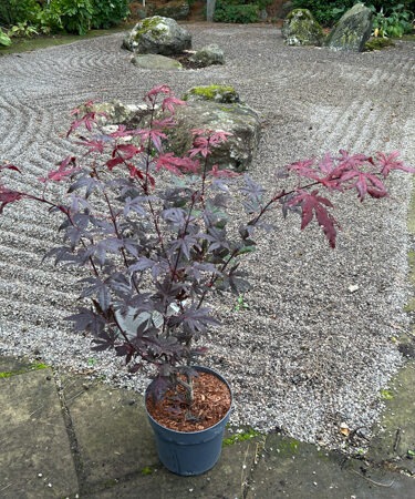 Acer palmatum 'Purple Ghost'