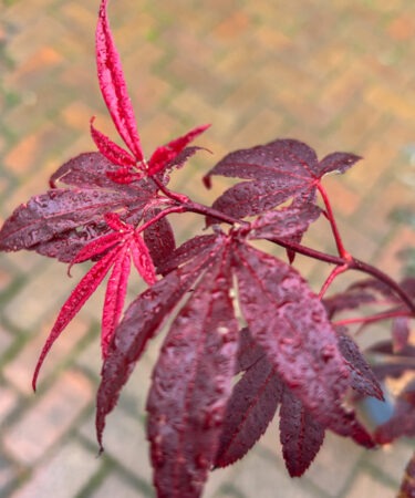 Acer palmatum 'Roter Stern'