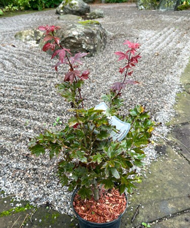 Acer palmatum 'Ruby Stars'