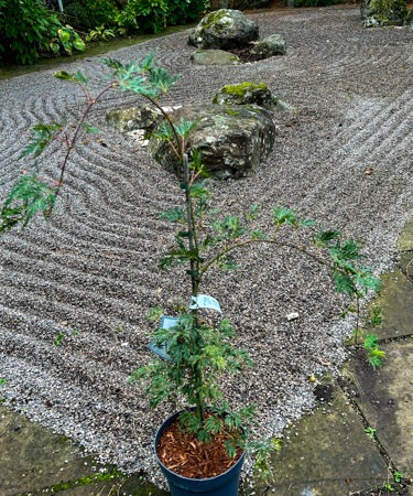 Acer palmatum 'Sekimori'