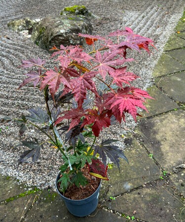Acer palmatum 'Yugure'